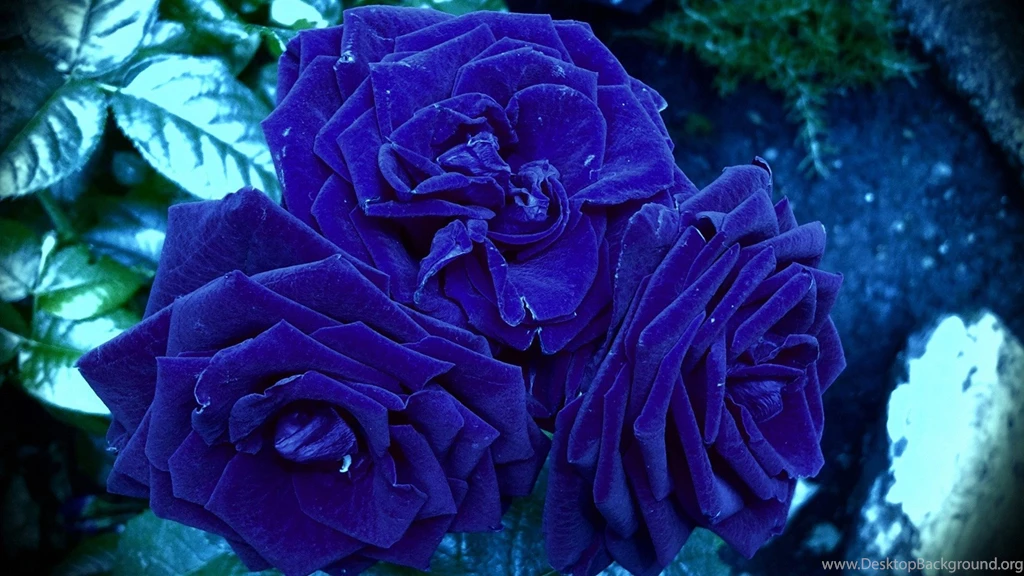 Blue Rose Wallpapers 15, Rose Flower Images, Rose Pictures And ...