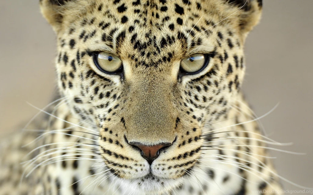 Feline Wallpapers