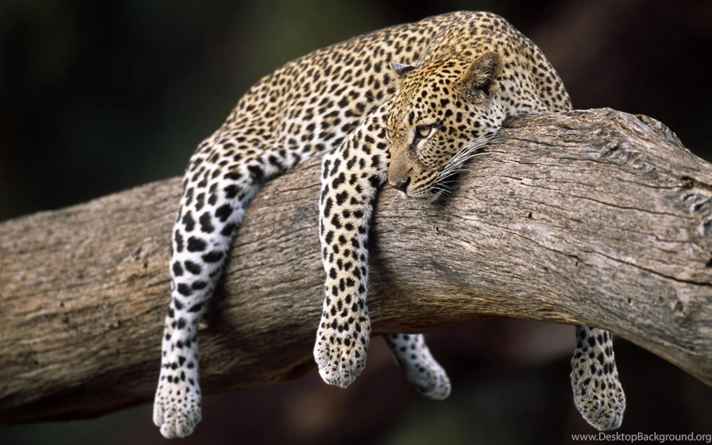 Download Animals Feline Wallpapers 1920x1200