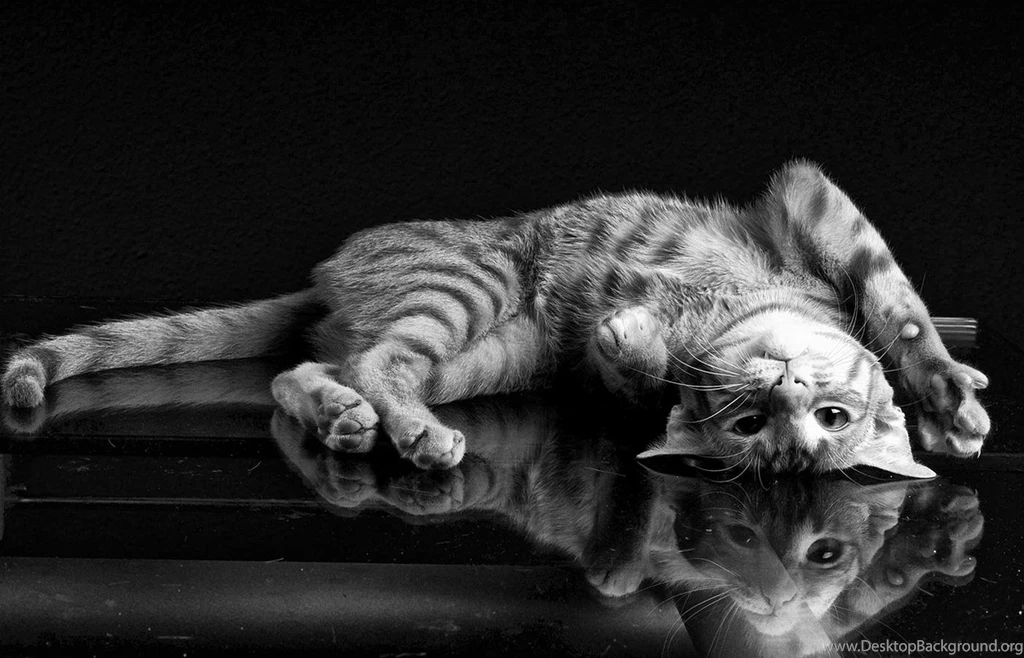 FRISKY FELINE WALLPAPER (