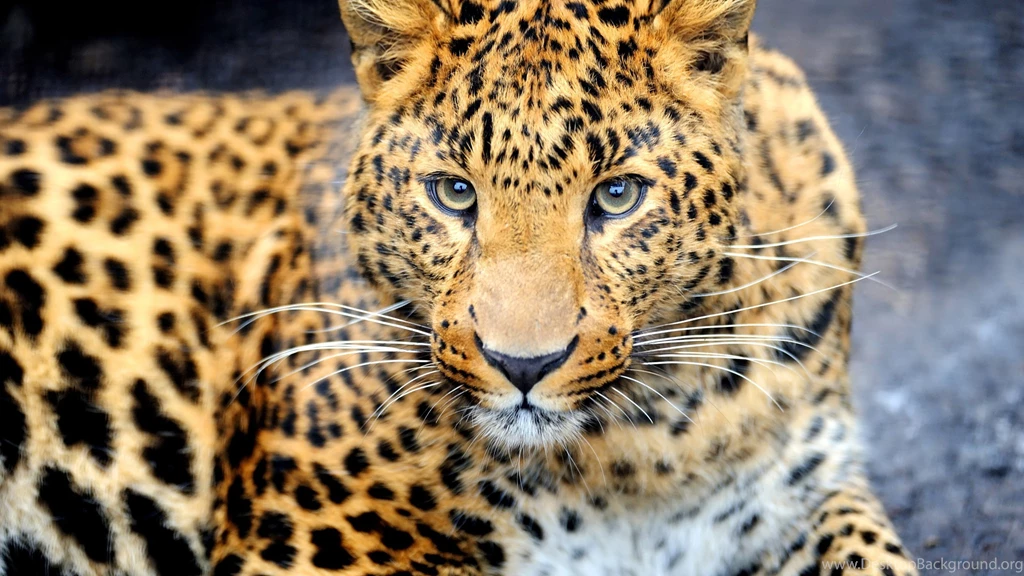 Wallpaper: Leopard, Face, Animal, Wildlife, Feline, Predator ...