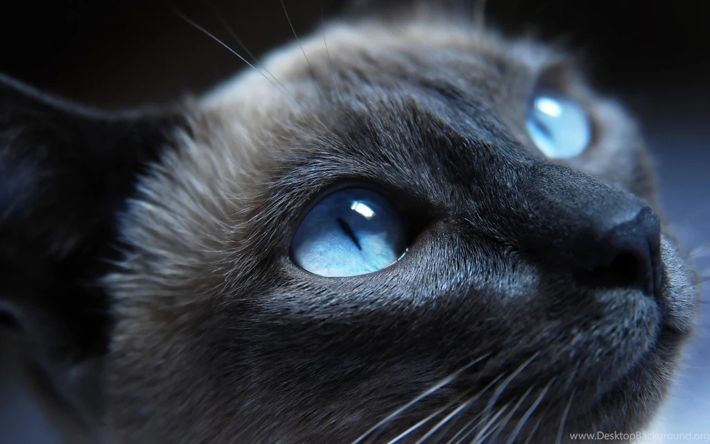 Gorgeous Feline >> HD Wallpaper, Get It Now!