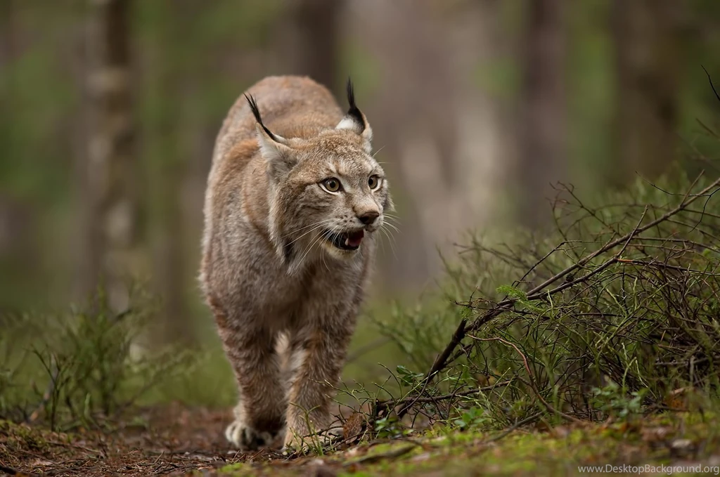 Feline Wallpapers