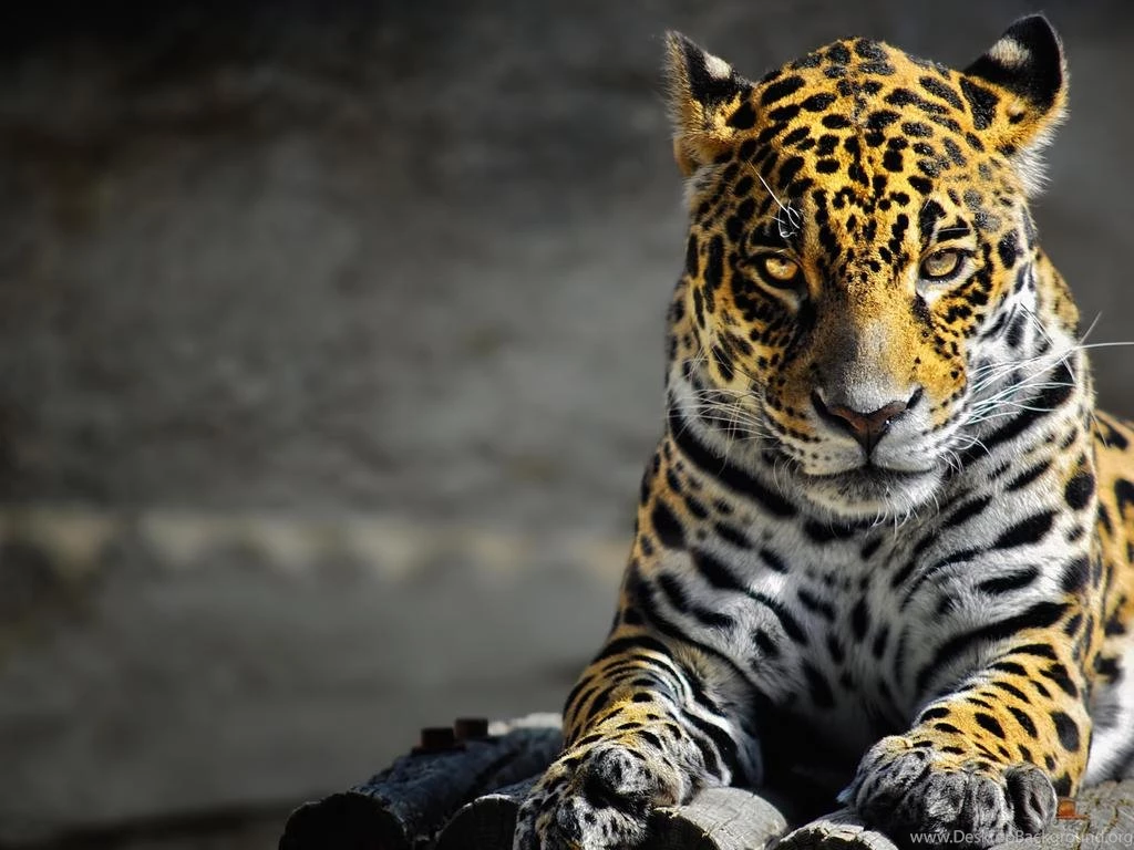 FELINE WALLPAPER (