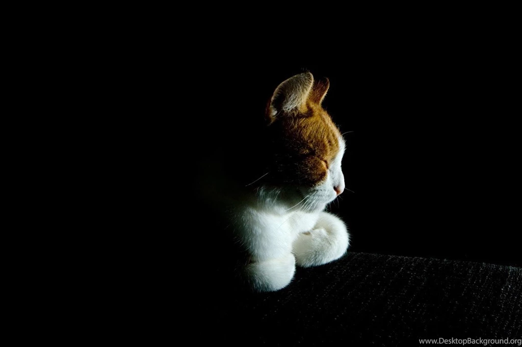 Twinkel Animal Cat Feline Kitten Black Cats Free Download ...