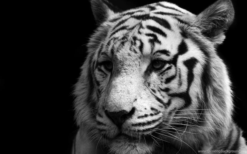 Animals,tigers Animals Tigers Feline 1920x1080 Wallpapers – Tiger ...