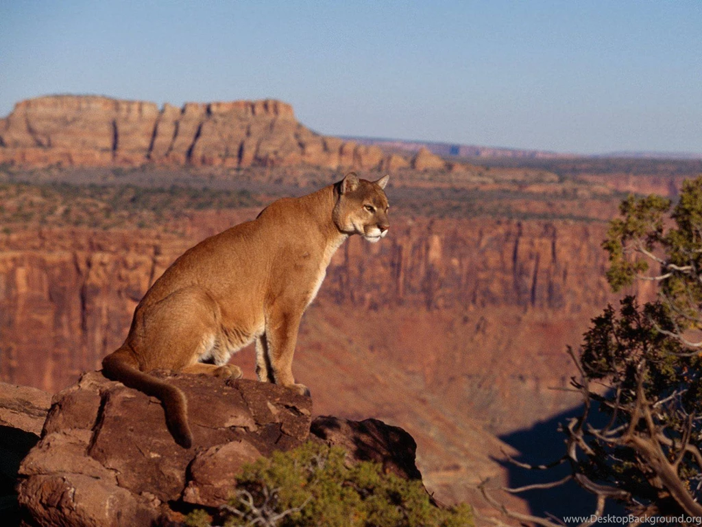 Animals Puma Feline Wallpapers (