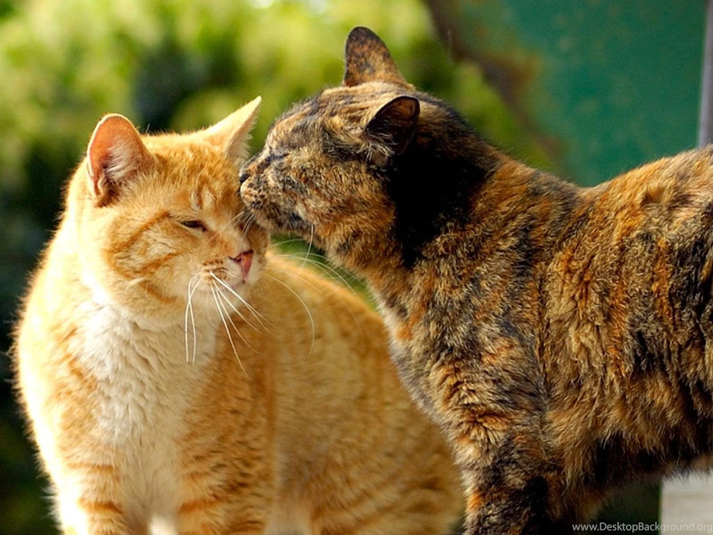 CAT KISS WALLPAPER (