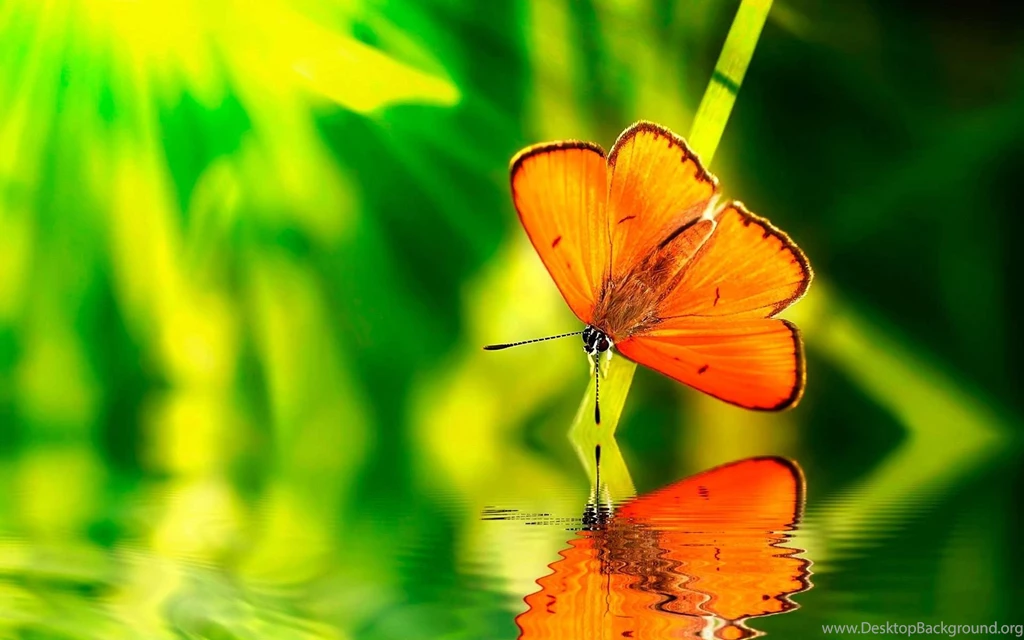 Green Water Nature Orange Insects Wildlife Reflections Blurred ...