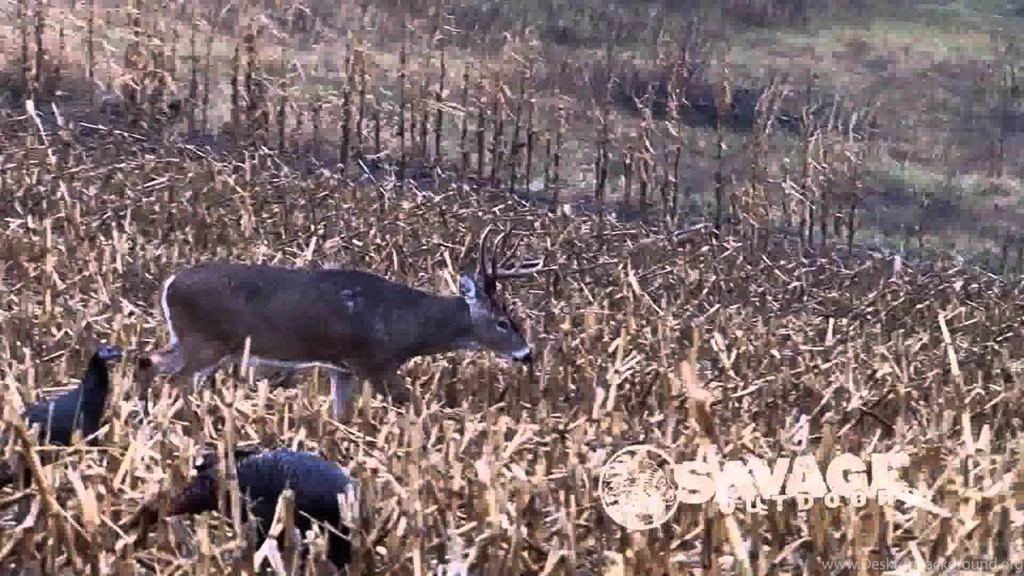 Savage Arms One Shot, One Kill YouTube