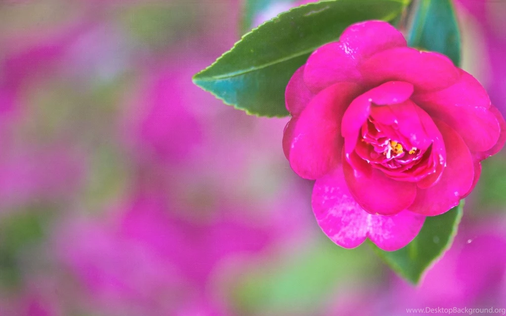 Pretty Images Backgrounds Wallpapers