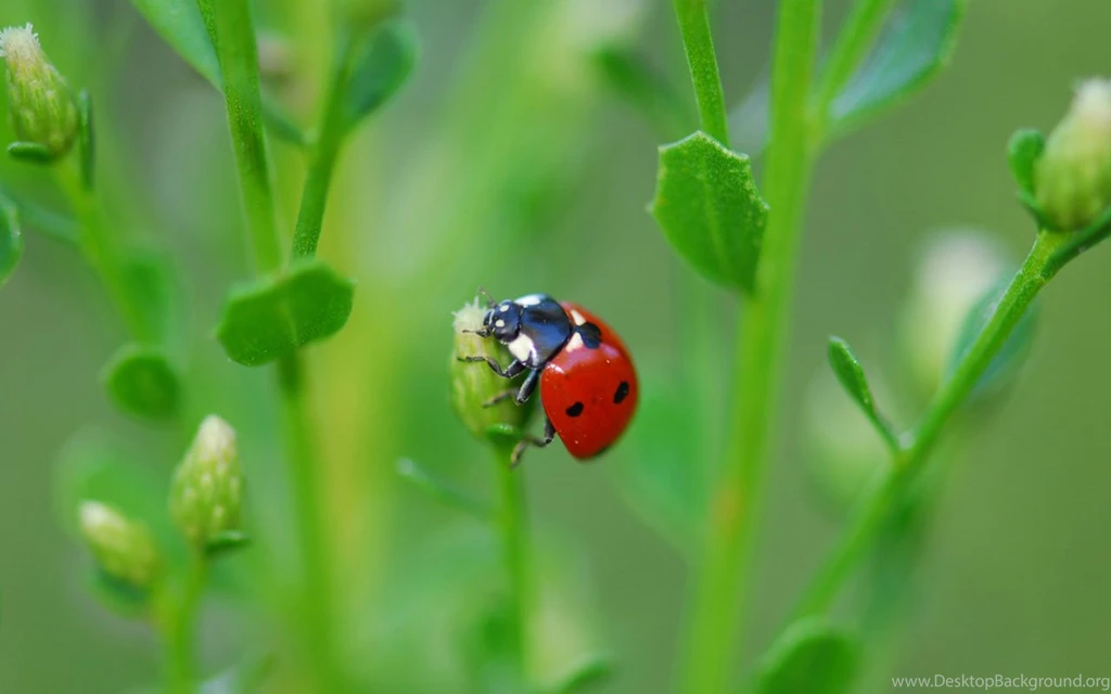 Ladybug Close up Wallpapers 2 - Animal Wallpapers Free Download ...