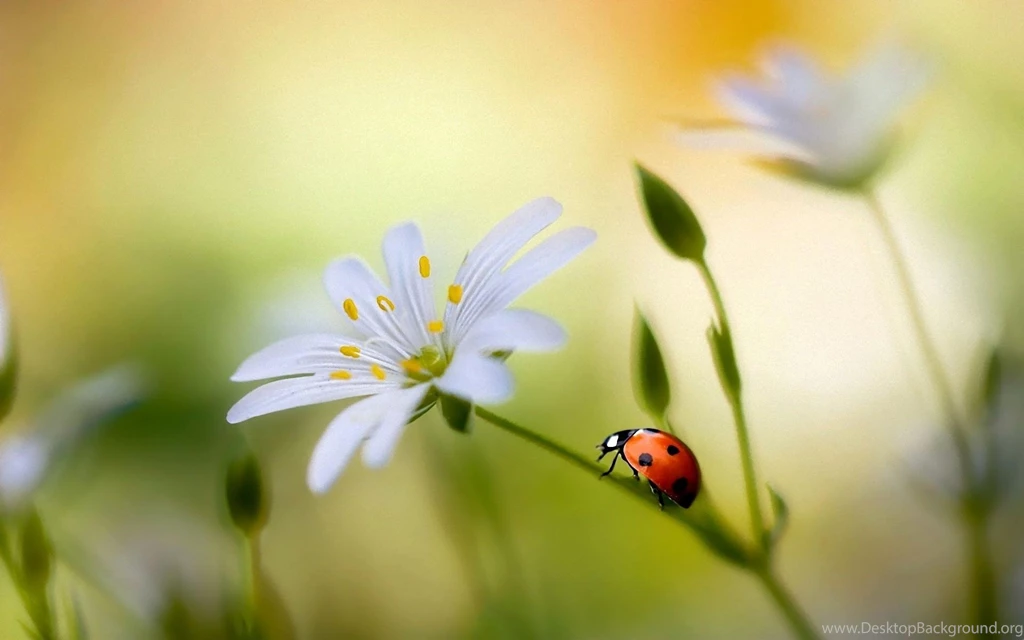 LADYBUG WALLPAPER (