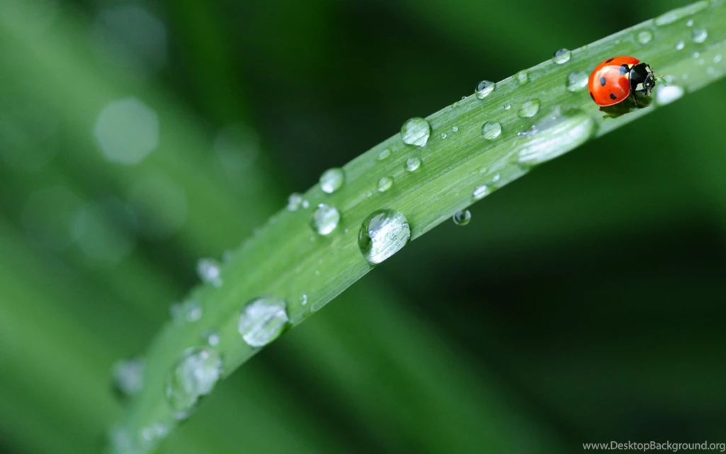 Ladybird Insect On Leaf Green Backgrounds 4K Wallpapers HD