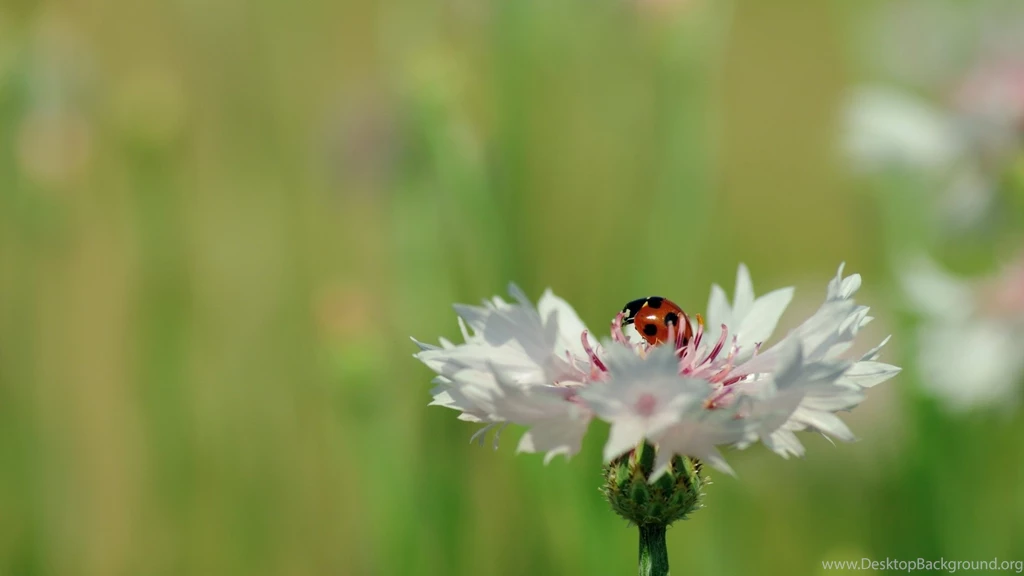 Ladybird Wallpapers HD 3962 1920 X 1200   WallpaperLayer.com