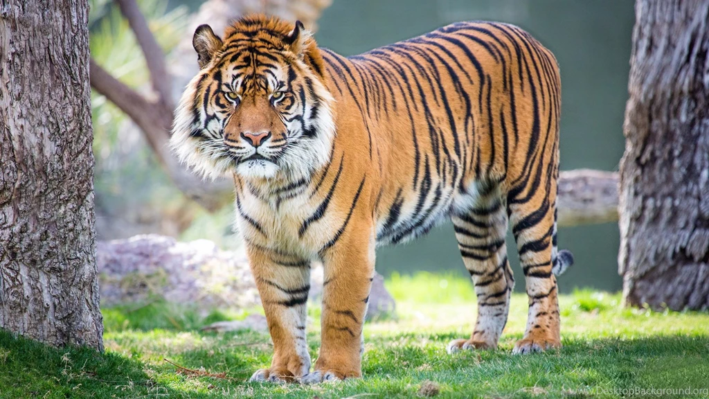 Tiger Free Download Hd Wallpapers