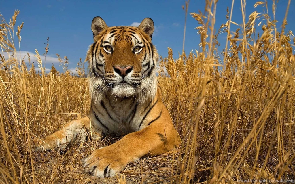 Tiger HD Wallpaper Free Download