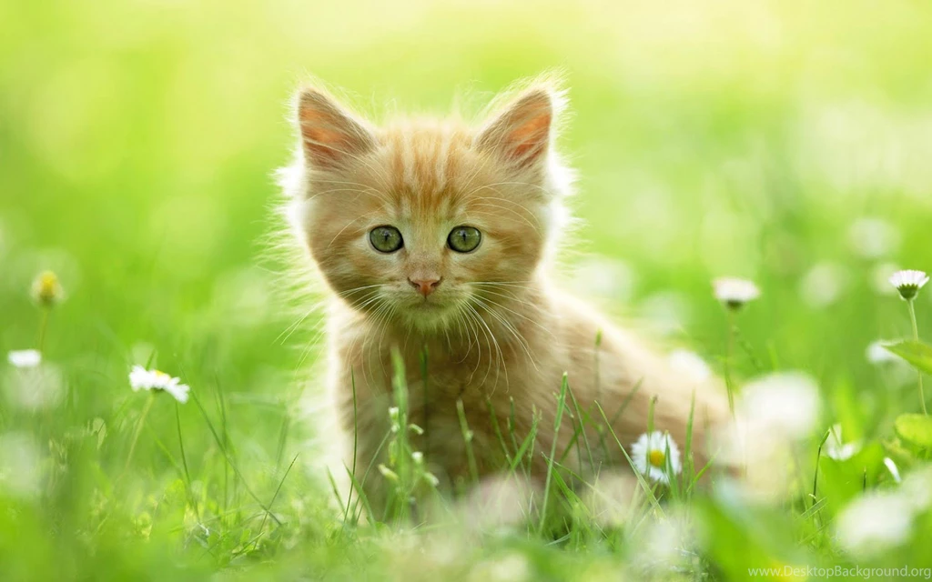 Cute Cat Wallpapers Full HD