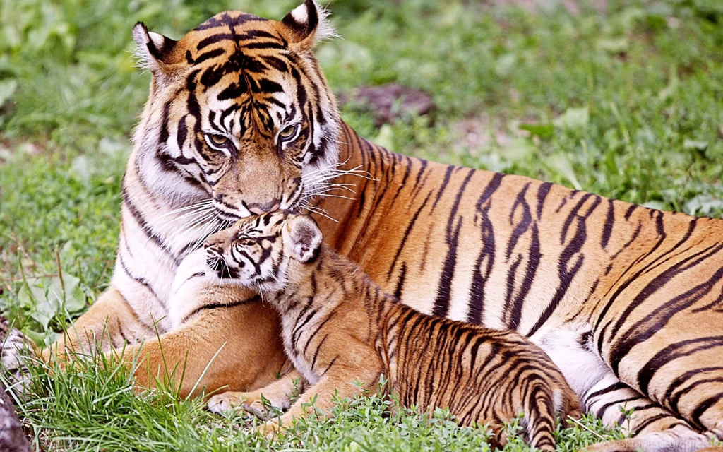 Tiger &Amp; Baby Tiger Wallpapers