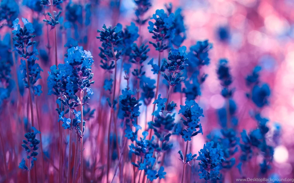 Lovely, Wooden, Bridge, Wallpaper, Widescreen, Full, Hd, Desktop ...