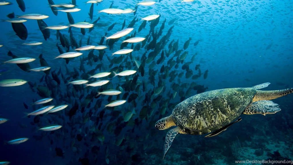 Sea Fish High Resolution Image