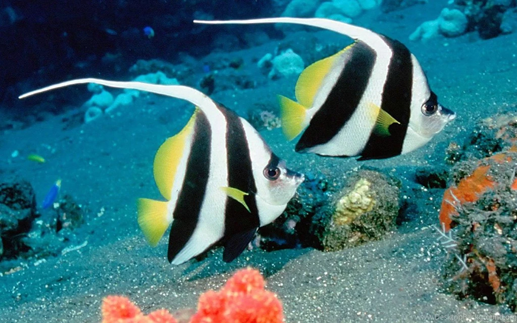 Download Deep Sea 3d Fish Backgrounds Wallpapers In High Resolution ...