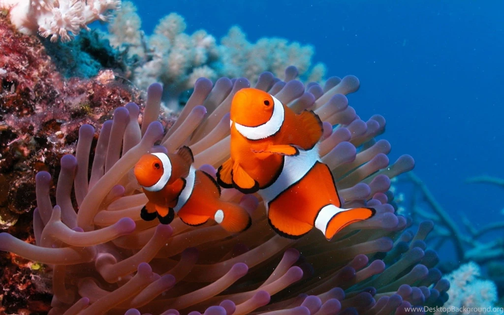 Download Wallpapers 2560x1600 Sea, Reef, Coral, Fish, Sea Anemones ...