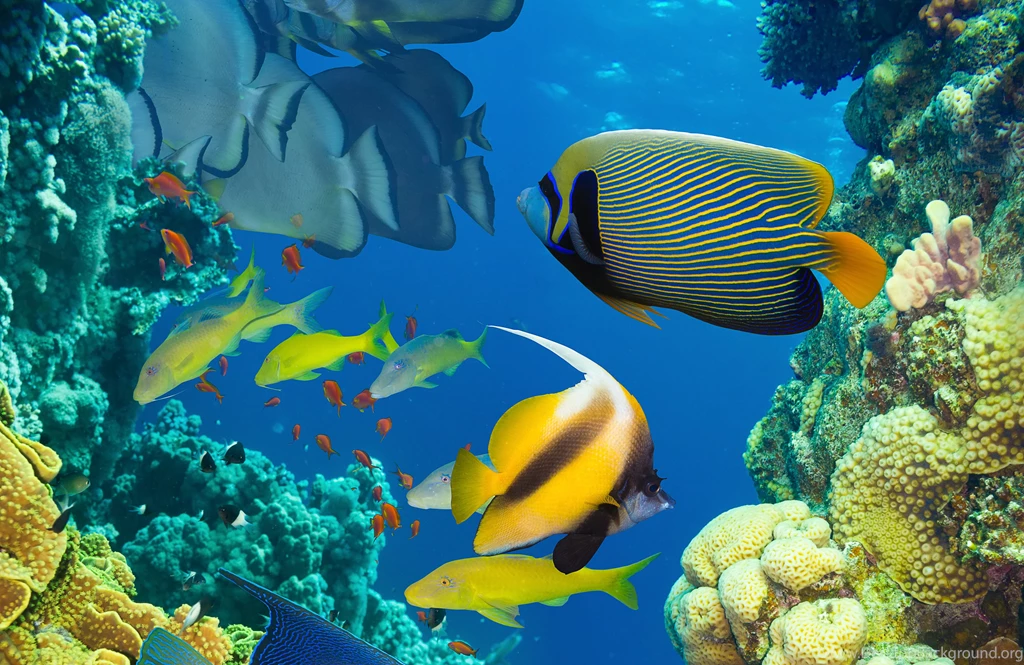 Fish Wallpapers Sea Wallpapers