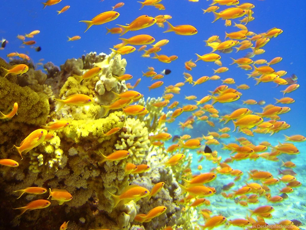3D Sea Fish Wallpapers