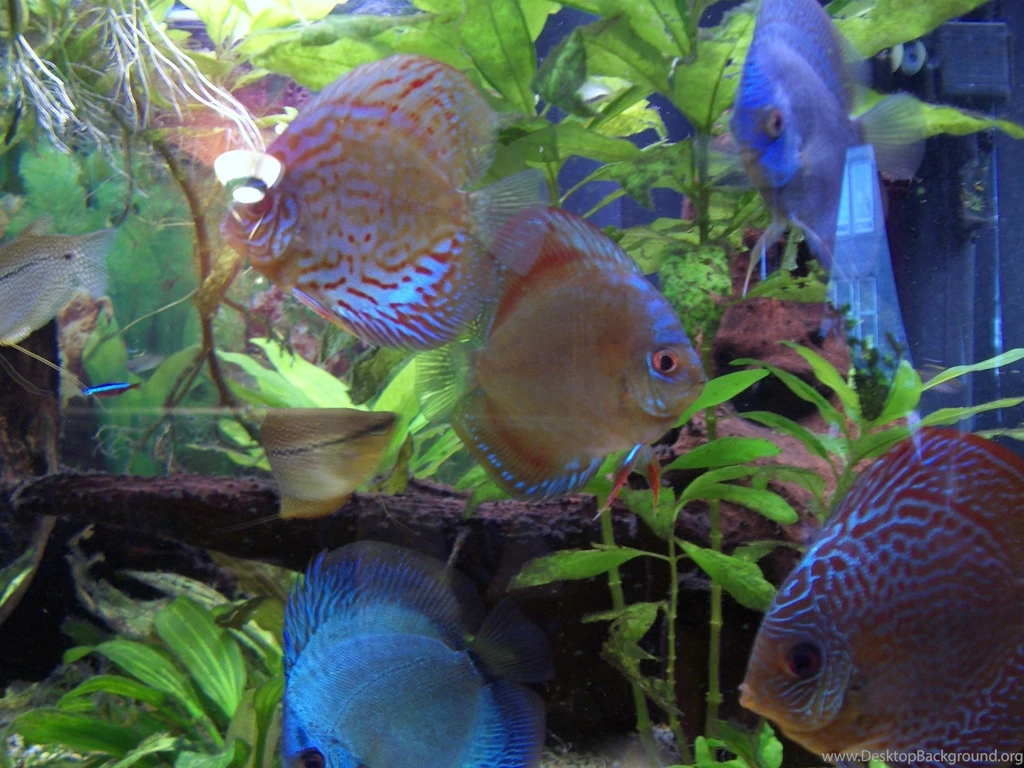 Wallpapers Sea Fish