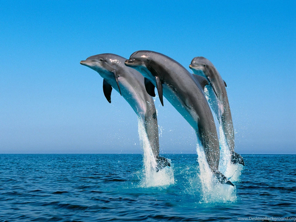 Amazing HD Wallpapers Of Dolphin Fish BestePics