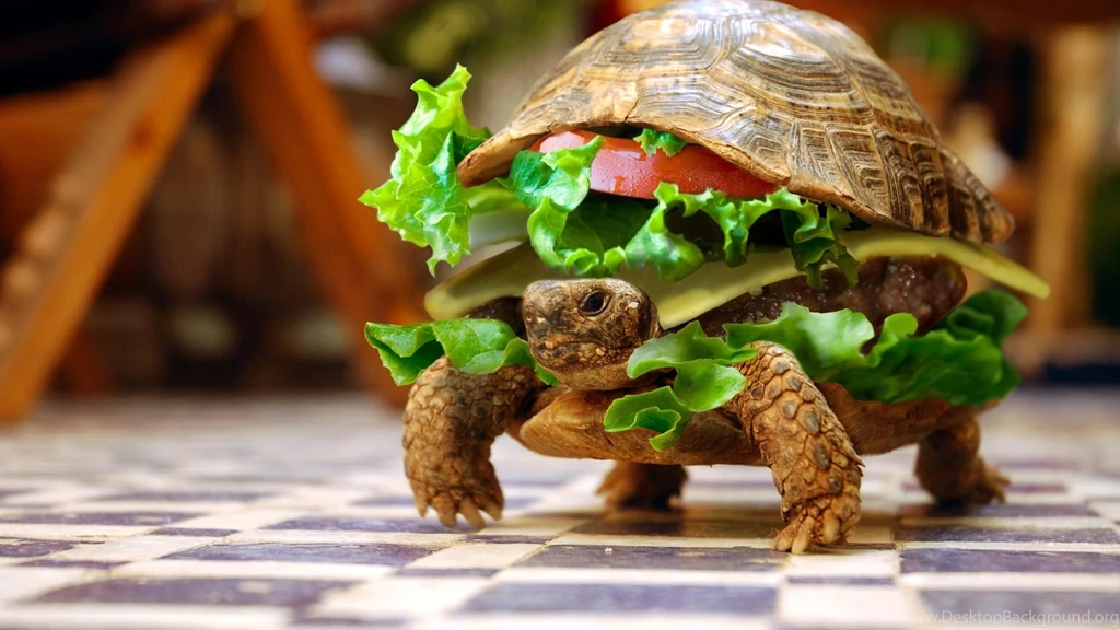 Funny Turtle Wallpapers