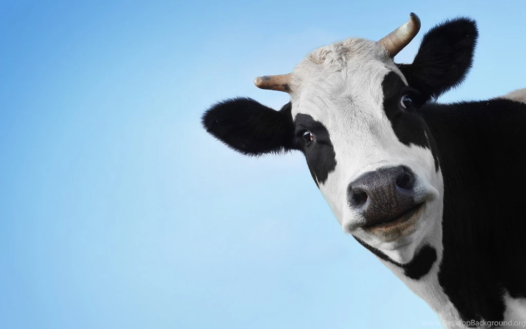 Other Wallpaper: Funny Picture Wallpapers HD Resolution Wallpapers ...