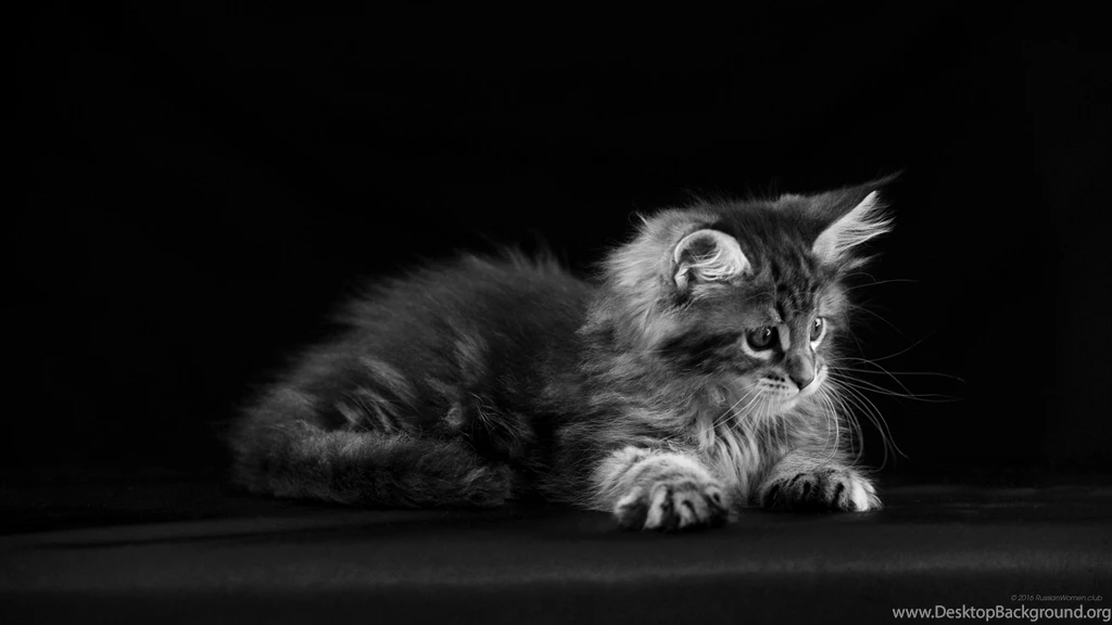 2560x1440 Cat Wallpaper. WQHD 1440p (Wide Quad HD) 16:9 ...