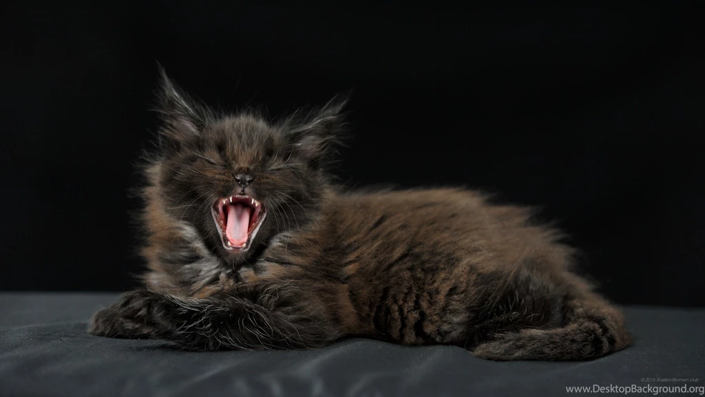 2560x1440 Wallpapers Cats. WQHD 1440p (Wide Quad HD) 16:9 Free ...