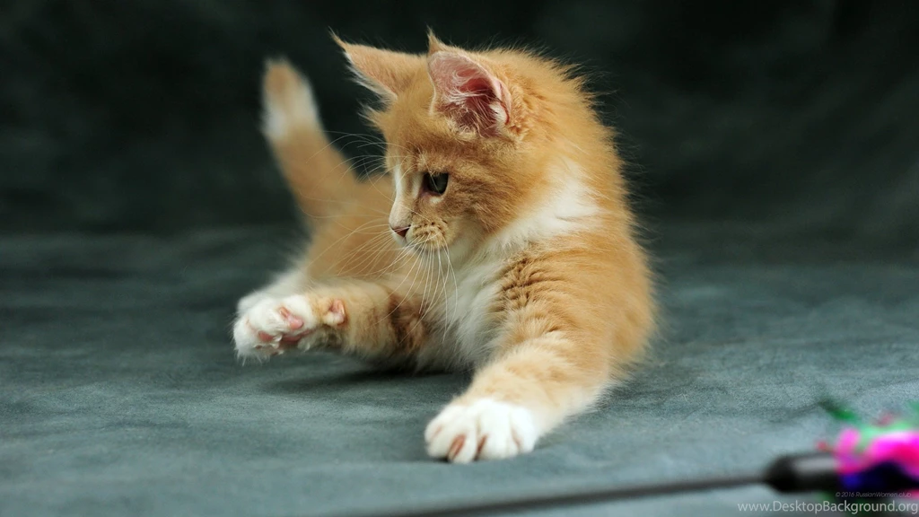 2560x1440 Wallpapers Cats. WQHD 1440p (Wide Quad HD) 16:9   Free ...