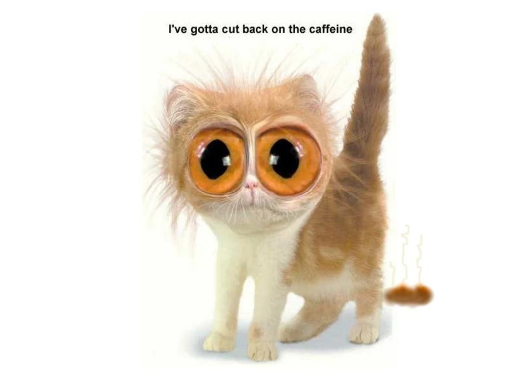 World Funniest Wallpapers   Wallpapers Zone