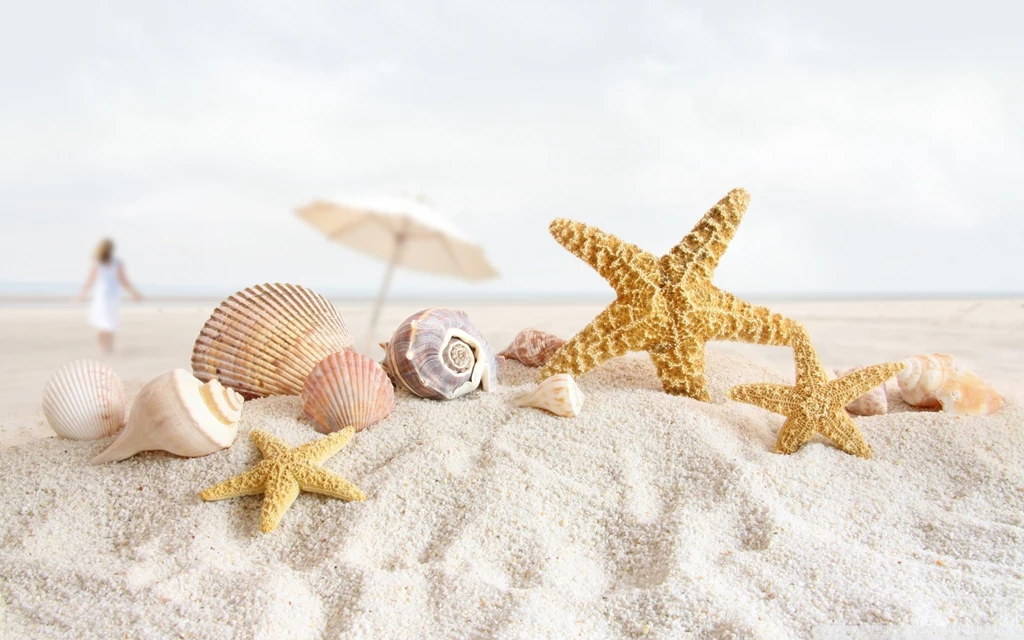 Seashell Wallpapers