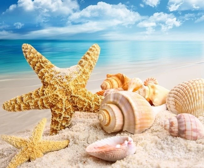 Desktop Fun: Seashells Wallpapers Collection Series 1
