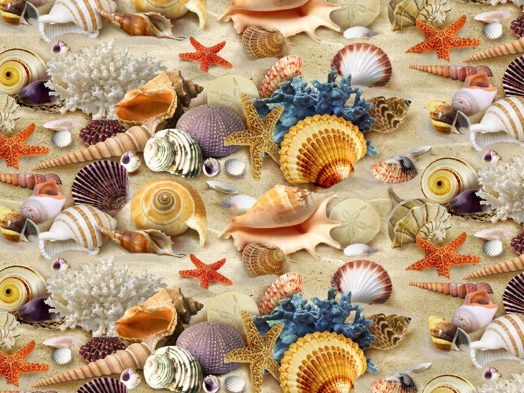 Seashell Wallpapers