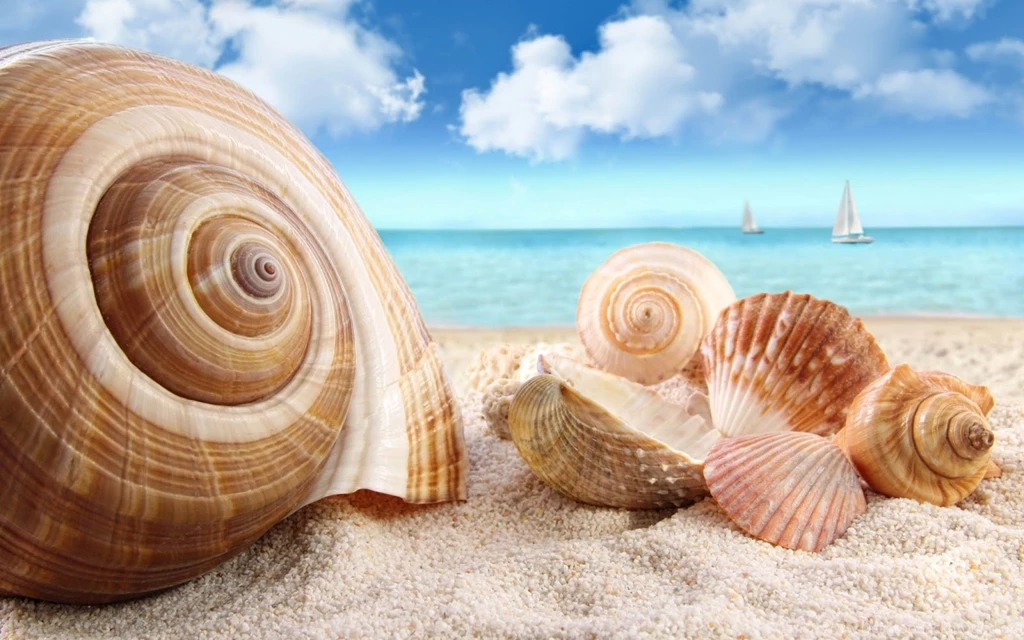 Seashell Sand Wallpapers Desktop