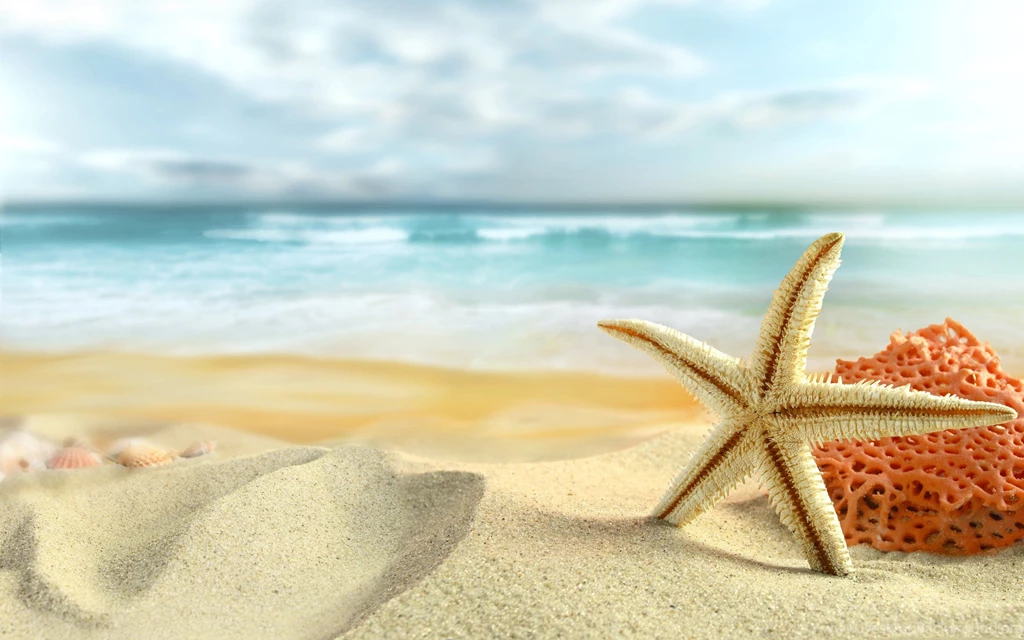 HD Sea Shell Wallpapers