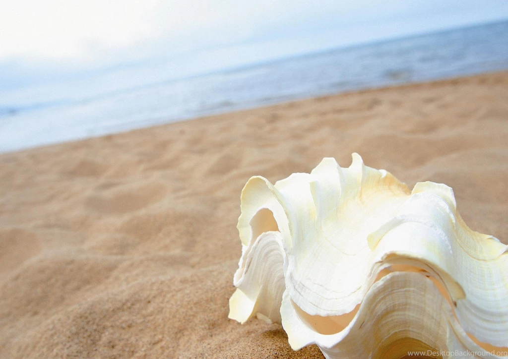 Sea Shells Wallpaper Backgrounds Kemecer.com
