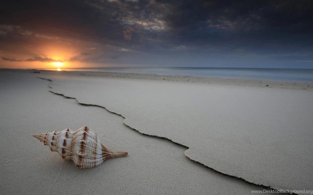 Seashell Wallpapers