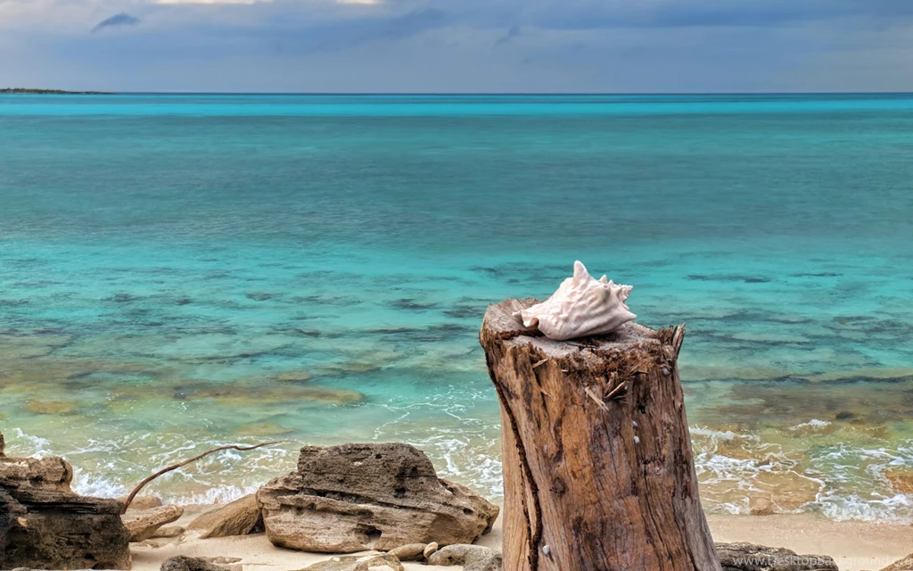 885954 Seashell Wallpapers