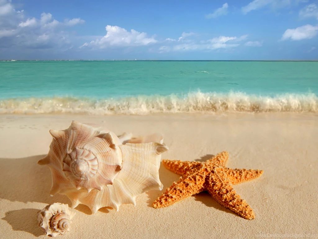 Phone Wallpapers: Sea Shells Wallpapers