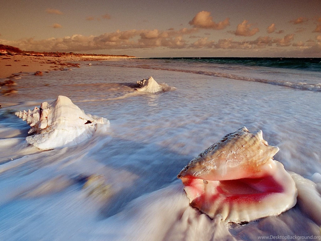 HD Shell Wallpapers