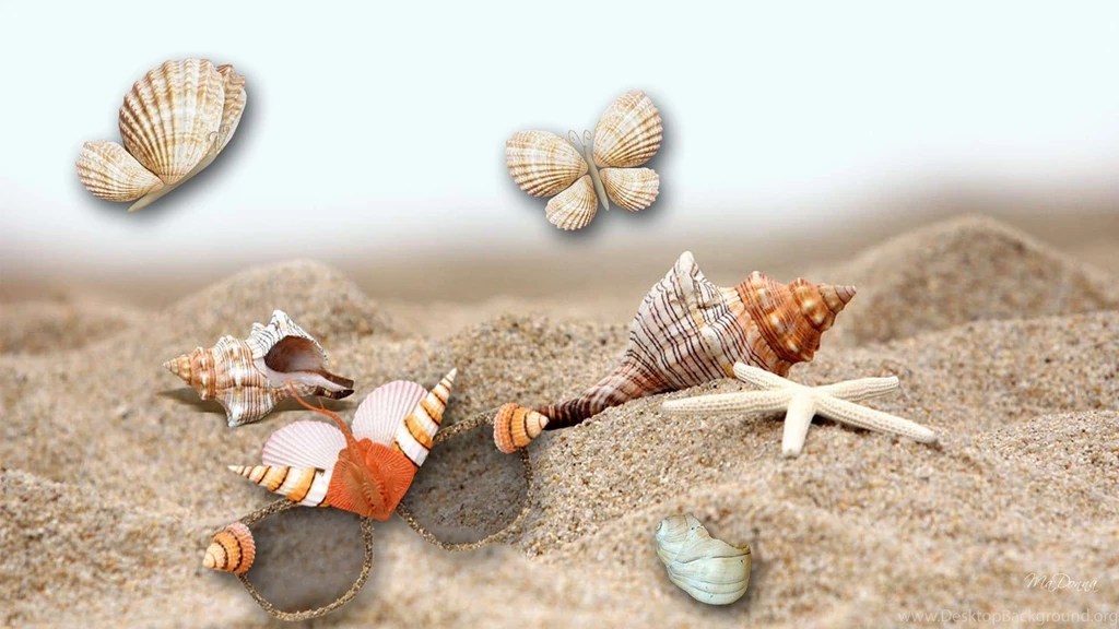 Sea Shells Wallpapers HD
