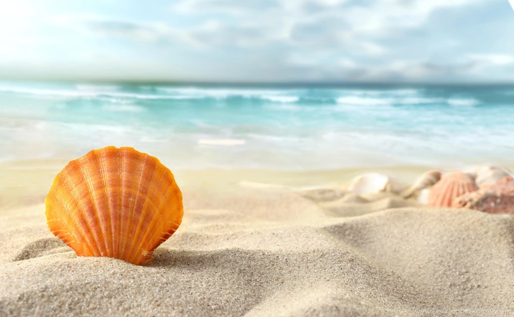 SEA SHELL WALLPAPER (