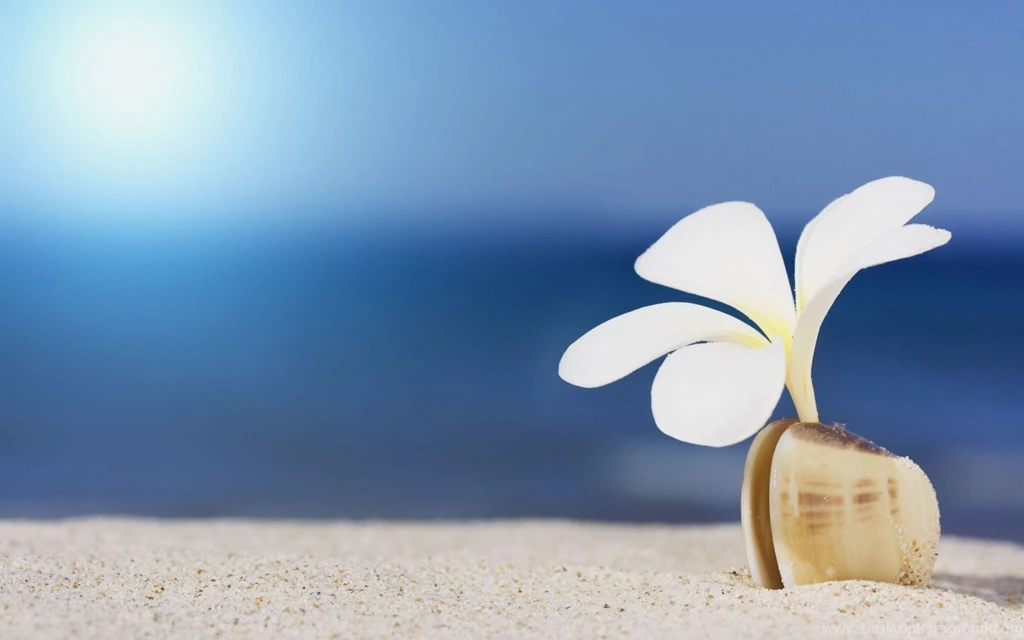 Sea Shell Beach